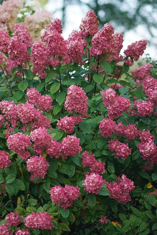 Fire Light Hydrangea - 3 Gallon Pot 5 Fire Light Hydrangea - 3 Gallon Pot - Image 5