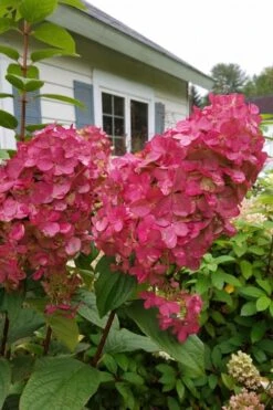 Fire Light Hydrangea - Single Trunk Topiary Tree - 5 Gallon Pot -Best Bush Shop Hydrangea Fire Light 3 1