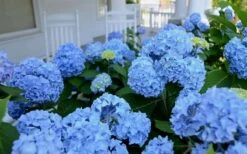 Nikko Blue Hydrangea - 2 Gallon Pot 10 Nikko Blue Hydrangea - 2 Gallon Pot -Best Bush Shop Hydrangea Glory Blue Shrub 2