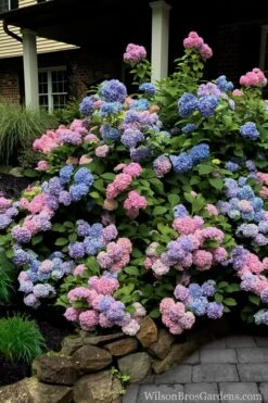 L.A. Dreamin Hydrangea - 3 Gallon Pot 10 L.A. Dreamin Hydrangea - 3 Gallon Pot -Best Bush Shop Hydrangea LA Dreamin 5 1