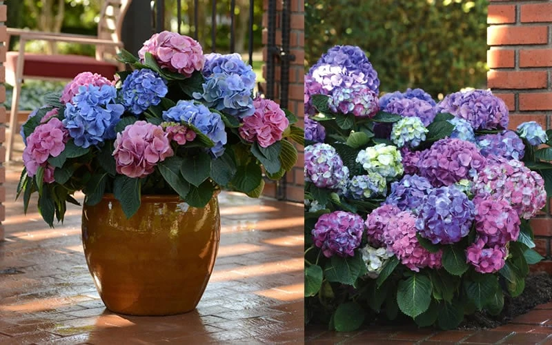 L.A. Dreamin' Hydrangea - 2 Gallon Pot 4 L.A. Dreamin' Hydrangea - 2 Gallon Pot - Image 4