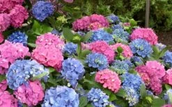 L.A. Dreamin' Hydrangea - 2 Gallon Pot 11 L.A. Dreamin' Hydrangea - 2 Gallon Pot -Best Bush Shop Hydrangea LA Dreamin Blooms