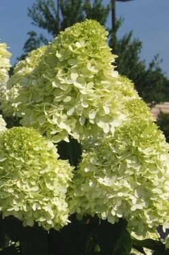 Limelight PeeGee Hydrangea - 3 Gallon Pot 15 Limelight PeeGee Hydrangea - 3 Gallon Pot -Best Bush Shop Hydrangea Limelight 101 1