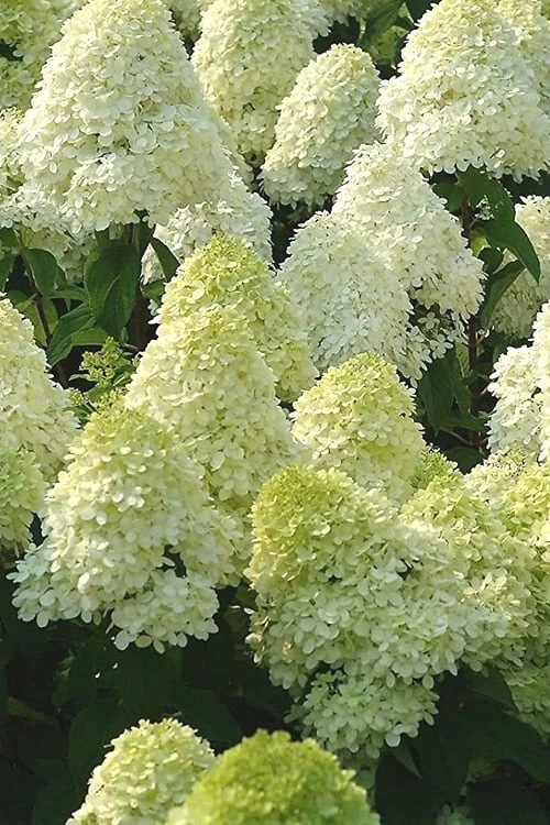 Limelight PeeGee Hydrangea - 7 Gallon Pot (3-4') 1 Limelight PeeGee Hydrangea - 7 Gallon Pot (3-4')
