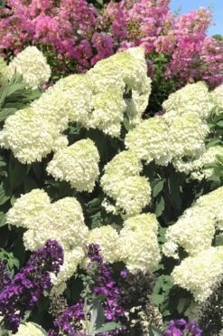 Limelight PeeGee Hydrangea - 3 Gallon Pot 17 Limelight PeeGee Hydrangea - 3 Gallon Pot -Best Bush Shop Hydrangea Limelight 110 1