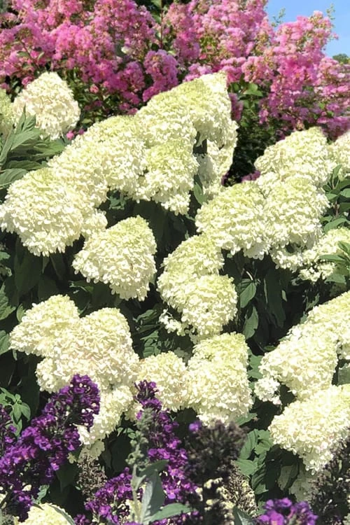 Limelight PeeGee Hydrangea - 3 Gallon Pot 9 Limelight PeeGee Hydrangea - 3 Gallon Pot - Image 9