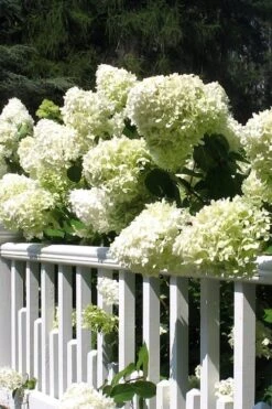 Limelight PeeGee Hydrangea - 3 Gallon Pot 14 Limelight PeeGee Hydrangea - 3 Gallon Pot -Best Bush Shop Hydrangea Limelight 21 2