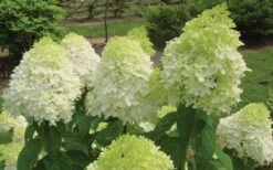 Limelight PeeGee Hydrangea - 1 Gallon Pot 14 Limelight PeeGee Hydrangea - 1 Gallon Pot -Best Bush Shop Hydrangea Limelight Flowers