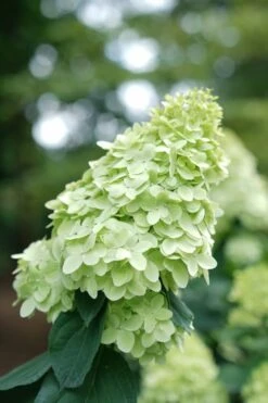 Limelight Prime Hydrangea - 3 Gallon Pot 11 Limelight Prime Hydrangea - 3 Gallon Pot -Best Bush Shop Hydrangea Limelight Prime 1