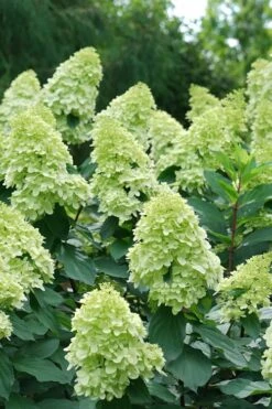 Limelight Prime Hydrangea - 3 Gallon Pot 10 Limelight Prime Hydrangea - 3 Gallon Pot -Best Bush Shop Hydrangea Limelight Prime 4