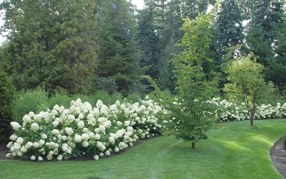 Limelight PeeGee Hydrangea - 3 Gallon Pot 5 Limelight PeeGee Hydrangea - 3 Gallon Pot - Image 5