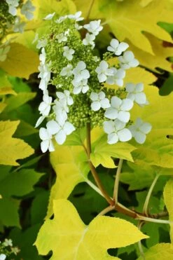 Little Honey Oakleaf Hydrangea - 1 Gallon Pot -Best Bush Shop Hydrangea Little Honey 3