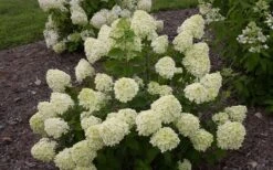 Little Lime Hydrangea - 1 Gallon Pot 13 Little Lime Hydrangea - 1 Gallon Pot -Best Bush Shop Hydrangea Little Lime 1 1