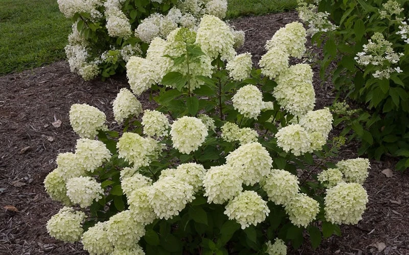 Little Lime Hydrangea - 1 Gallon Pot 7 Little Lime Hydrangea - 1 Gallon Pot - Image 7