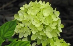 Little Lime Hydrangea - 1 Gallon Pot 10 Little Lime Hydrangea - 1 Gallon Pot -Best Bush Shop Hydrangea Little Lime 2