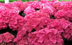 Merritts Supreme Hydrangea - 3 Gallon Pot 9 Merritts Supreme Hydrangea - 3 Gallon Pot -Best Bush Shop Hydrangea Merrits Supreme Pink 12
