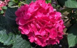 Merritts Supreme Hydrangea - 3 Gallon Pot 10 Merritts Supreme Hydrangea - 3 Gallon Pot -Best Bush Shop Hydrangea Merrits Supreme Pink 13