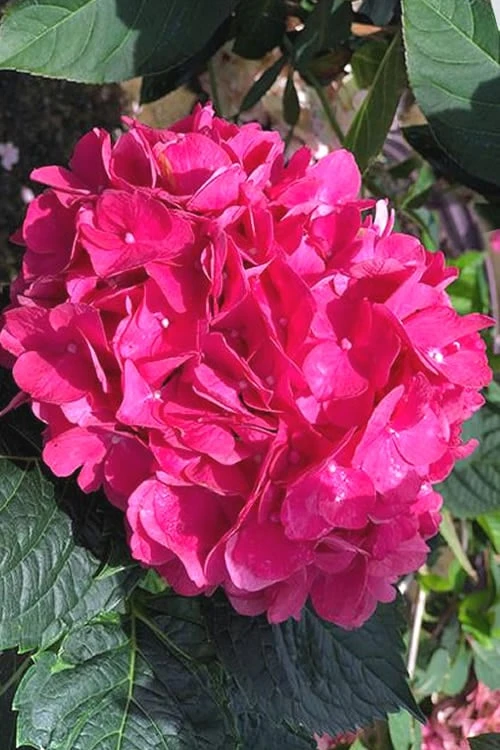 Merritts Supreme Hydrangea - 3 Gallon Pot 1 Merritts Supreme Hydrangea - 3 Gallon Pot