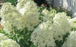Moon Dance Hydrangea - 2 Gallon Pot 8 Moon Dance Hydrangea - 2 Gallon Pot -Best Bush Shop Hydrangea Mood Dance 4