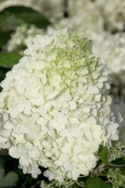 Moon Dance Hydrangea - 2 Gallon Pot 9 Moon Dance Hydrangea - 2 Gallon Pot -Best Bush Shop Hydrangea Moon Dance 2