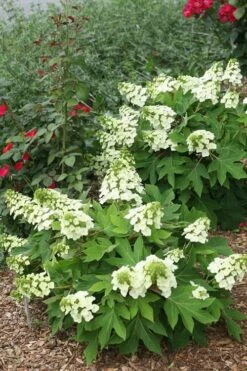 Munchkin Dwarf Oakleaf Hydrangea - 3 Gallon Pot 11 Munchkin Dwarf Oakleaf Hydrangea - 3 Gallon Pot -Best Bush Shop Hydrangea Munchkin 11 1