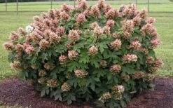 Munchkin Dwarf Oakleaf Hydrangea - 1 Gallon Pot 13 Munchkin Dwarf Oakleaf Hydrangea - 1 Gallon Pot -Best Bush Shop Hydrangea Munchkin