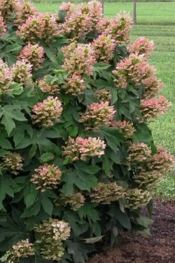 Munchkin Dwarf Oakleaf Hydrangea - 3 Gallon Pot 12 Munchkin Dwarf Oakleaf Hydrangea - 3 Gallon Pot -Best Bush Shop Hydrangea Munchkin 500x750 2