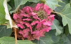 Munchkin Dwarf Oakleaf Hydrangea - 1 Gallon Pot 14 Munchkin Dwarf Oakleaf Hydrangea - 1 Gallon Pot -Best Bush Shop Hydrangea Munchkin Bloom Closeup