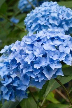 Nikko Blue Hydrangea - 2 Gallon Pot 13 Nikko Blue Hydrangea - 2 Gallon Pot -Best Bush Shop Hydrangea Nikko Blue 10