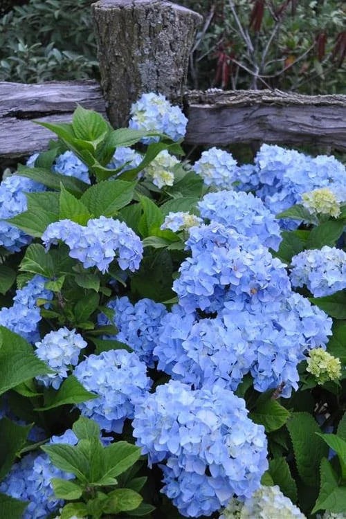 Nikko Blue Hydrangea - 1 Gallon Pot 1 Nikko Blue Hydrangea - 1 Gallon Pot