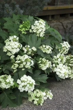 Pee Wee Dwarf Oakleaf Hydrangea - 1 Gallon Pot 14 Pee Wee Dwarf Oakleaf Hydrangea - 1 Gallon Pot -Best Bush Shop Hydrangea Oakleaf Pee Wee 11