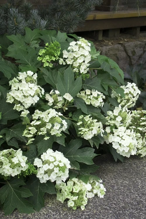 Pee Wee Dwarf Oakleaf Hydrangea - 1 Gallon Pot 7 Pee Wee Dwarf Oakleaf Hydrangea - 1 Gallon Pot - Image 7