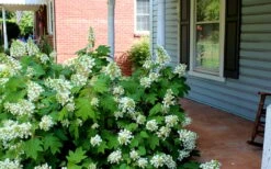Pee Wee Dwarf Oakleaf Hydrangea - 1 Gallon Pot 12 Pee Wee Dwarf Oakleaf Hydrangea - 1 Gallon Pot -Best Bush Shop Hydrangea Oakleaf Pee Wee