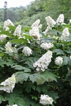 Snow Queen Oakleaf Hydrangea - 1 Gallon Pot 13 Snow Queen Oakleaf Hydrangea - 1 Gallon Pot -Best Bush Shop Hydrangea Oakleaf Snow Queen 10
