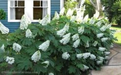 Snow Queen Oakleaf Hydrangea - 1 Gallon Pot 10 Snow Queen Oakleaf Hydrangea - 1 Gallon Pot -Best Bush Shop Hydrangea Oakleaf Snow Queen 11