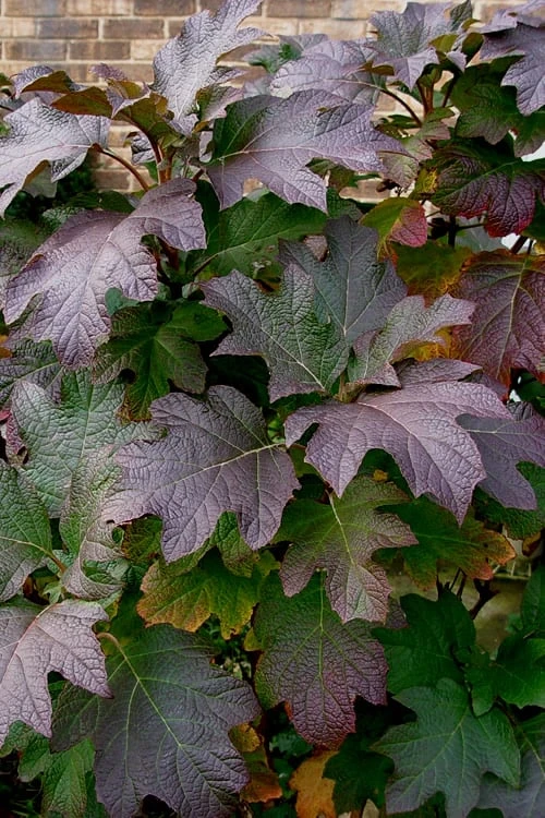 Snow Queen Oakleaf Hydrangea - 1 Gallon Pot 6 Snow Queen Oakleaf Hydrangea - 1 Gallon Pot - Image 6