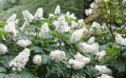 Snow Queen Oakleaf Hydrangea - 1 Gallon Pot 11 Snow Queen Oakleaf Hydrangea - 1 Gallon Pot -Best Bush Shop Hydrangea Oakleaf Snow Queen 6