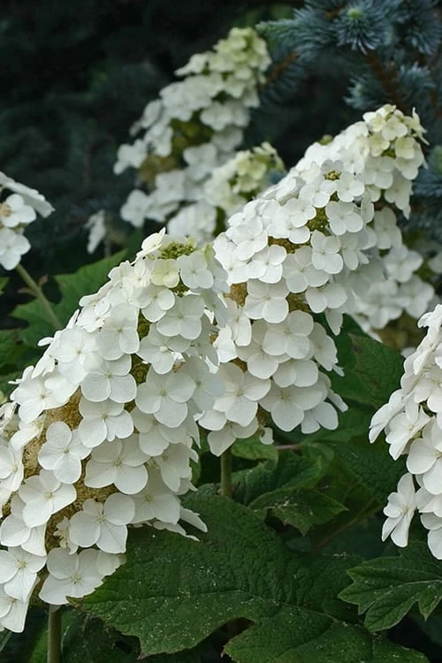 Snow Queen Oakleaf Hydrangea - 1 Gallon Pot 1 Snow Queen Oakleaf Hydrangea - 1 Gallon Pot