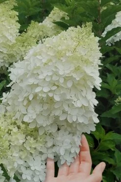 Phantom Hydrangea - 5 Gallon Pot -Best Bush Shop Hydrangea Phantom 20