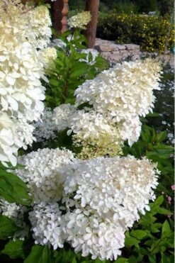 Phantom Hydrangea - 5 Gallon Pot -Best Bush Shop Hydrangea Phantom 500x750 1