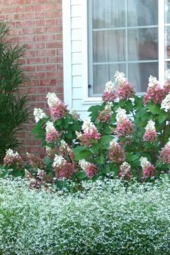 Pinky Winky Hydrangea - 3 Gallon Pot 9 Pinky Winky Hydrangea - 3 Gallon Pot -Best Bush Shop Hydrangea Pinky Winky 12