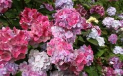 Preziosa Multi Color Hydrangea - 3 Gallon Pot 10 Preziosa Multi Color Hydrangea - 3 Gallon Pot -Best Bush Shop Hydrangea Preziosa 18