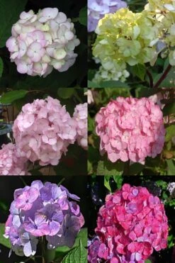 Preziosa Multi Color Hydrangea - 1 Gallon Pot -Best Bush Shop Hydrangea Preziosa 19 1