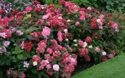 Preziosa Multi Color Hydrangea - 1 Gallon Pot -Best Bush Shop Hydrangea Preziosa 7 1