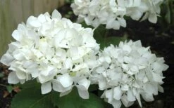 Sister Theresa Hydrangea - 3 Gallon Pot -Best Bush Shop Hydrangea Sister Theresa 50