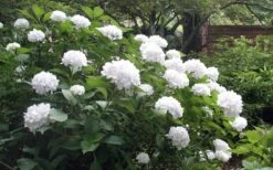 Sister Theresa Hydrangea - 1 Gallon Pot -Best Bush Shop Hydrangea Sister Theresa 51 1
