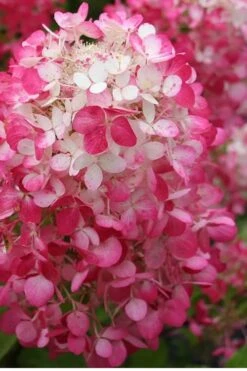 Strawberry Sundae Hydrangea - 1 Gallon Pot 9 Strawberry Sundae Hydrangea - 1 Gallon Pot -Best Bush Shop Hydrangea Strawberry Sundae Flower 1