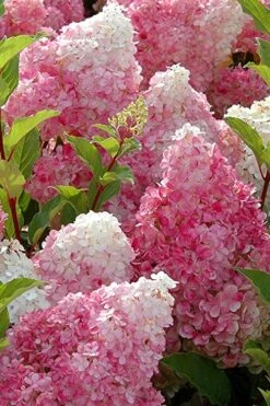 Strawberry Sundae Hydrangea - 1 Gallon Pot 10 Strawberry Sundae Hydrangea - 1 Gallon Pot -Best Bush Shop Hydrangea Strawberry Sundae Flowers 3