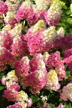 Strawberry Sundae Hydrangea - 1 Gallon Pot 11 Strawberry Sundae Hydrangea - 1 Gallon Pot -Best Bush Shop Hydrangea Strawberry Sundae Flowers 5