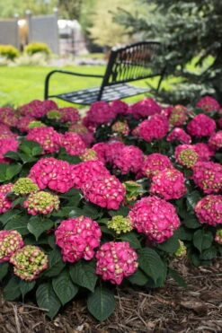 Summer Crush Endless Summer Hydrangea - 7 Gallon Pot 15 Summer Crush Endless Summer Hydrangea - 7 Gallon Pot -Best Bush Shop Hydrangea Summer Crush Endless Summer 3 3